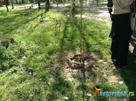 Ветераны посадили деревья в парках