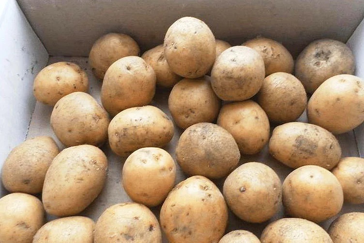В котовской ТОСЭР планируют выращивать семенной картофель