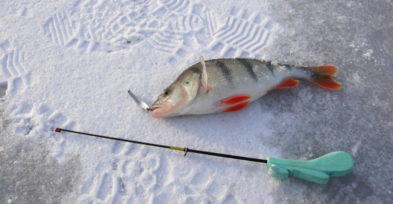 В начале января на Котовском водохранилище пройдёт областной чемпионат по рыбалке на блесну со льда